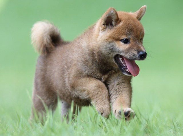 FP5A4009-puupy-shibainu FP5A4009-puupy-shibainu