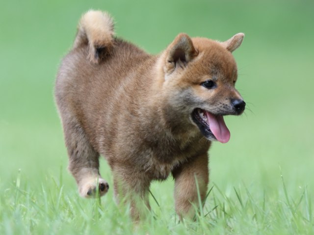 FP5A4011-puupy-shibainu FP5A4011-puupy-shibainu