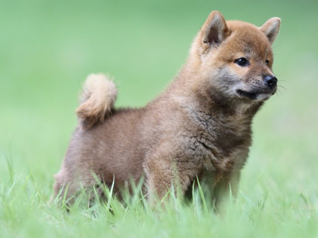 FP5A4031-puupy-shibainu FP5A4031-puupy-shibainu
