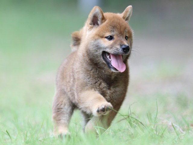 FP5A4081-puupy-shibainu FP5A4081-puupy-shibainu