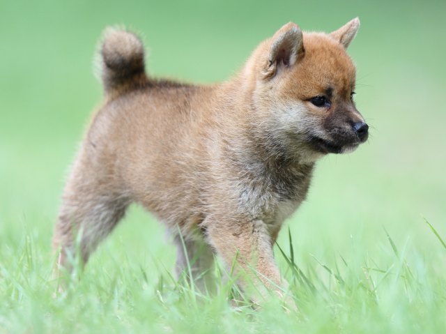 FP5A4096-puupy-shibainu FP5A4096-puupy-shibainu