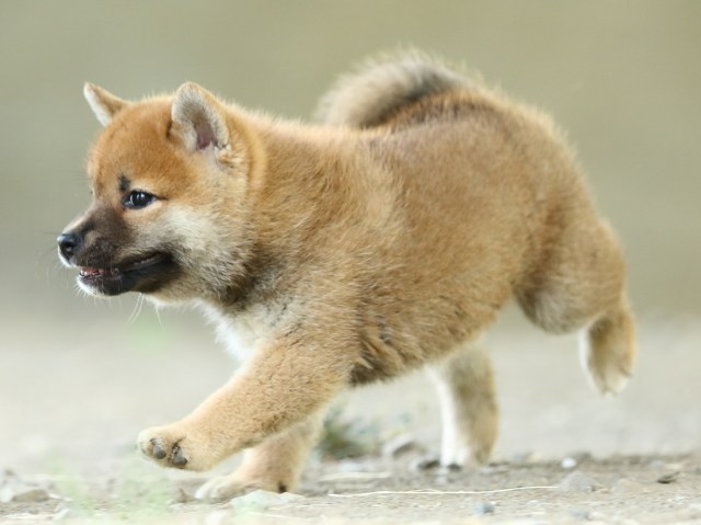 FP5A4149-puupy-shibainu FP5A4149-puupy-shibainu