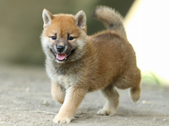 FP5A4167-puupy-shibainu FP5A4167-puupy-shibainu