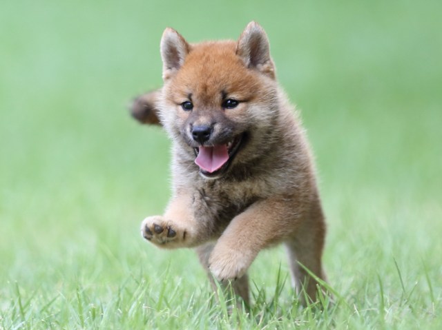 FP5A4216-puupy-shibainu FP5A4216-puupy-shibainu