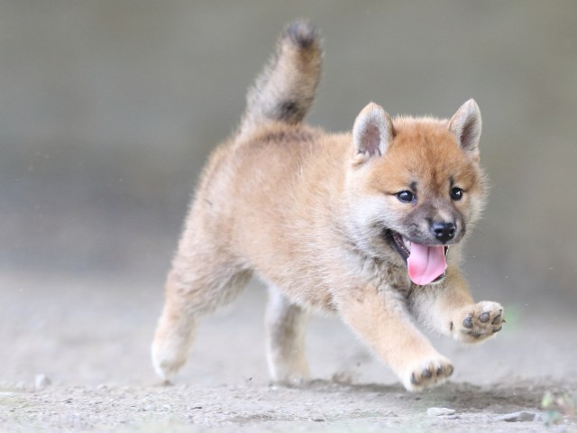FP5A4242-puupy-shibainu FP5A4242-puupy-shibainu