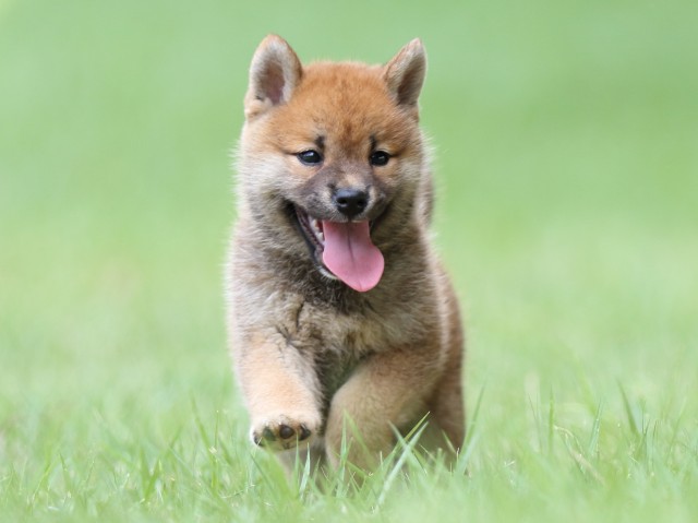 FP5A4320-puupy-shibainu FP5A4320-puupy-shibainu