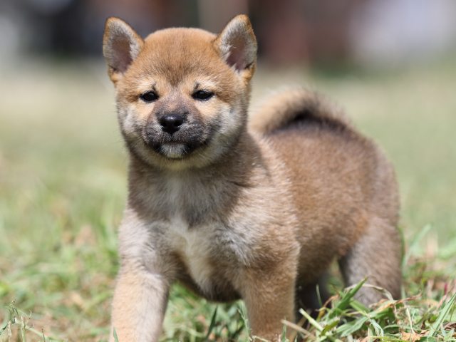 FP5A4564-puupy-shibainu FP5A4564-puupy-shibainu
