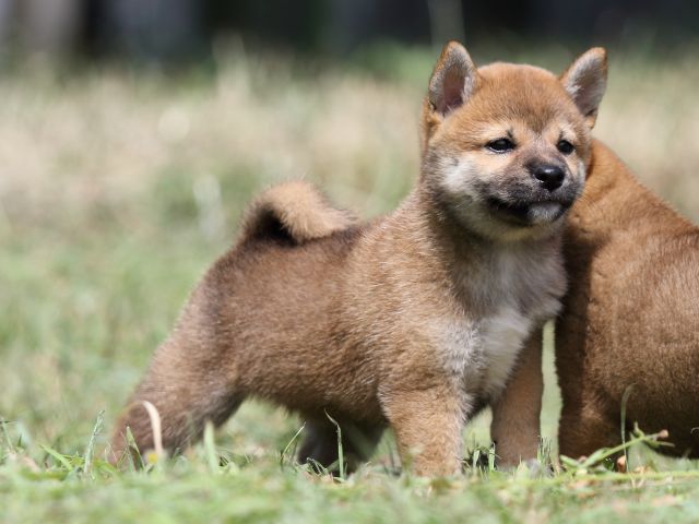 FP5A4585-puupy-shibainu FP5A4585-puupy-shibainu