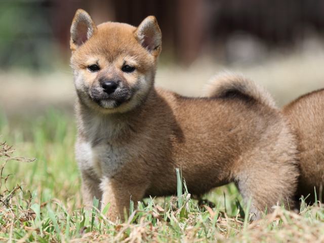 FP5A4606-puupy-shibainu FP5A4606-puupy-shibainu