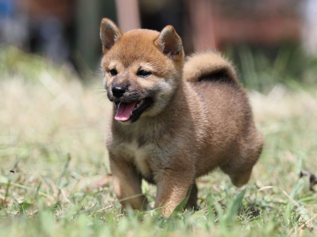FP5A4632-puupy-shibainu FP5A4632-puupy-shibainu