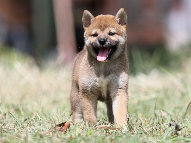 FP5A4640-puupy-shibainu FP5A4640-puupy-shibainu