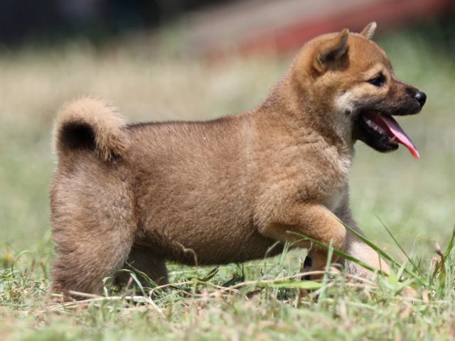 FP5A4689-puupy-shibainu FP5A4689-puupy-shibainu