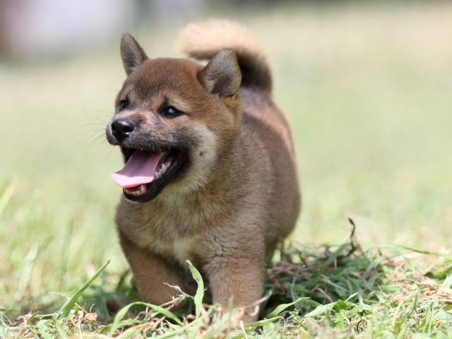 FP5A4721-puupy-shibainu FP5A4721-puupy-shibainu