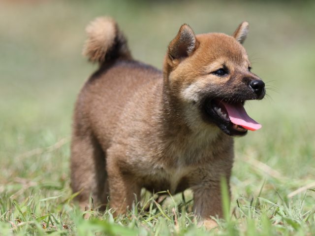 FP5A4744-puupy-shibainu FP5A4744-puupy-shibainu