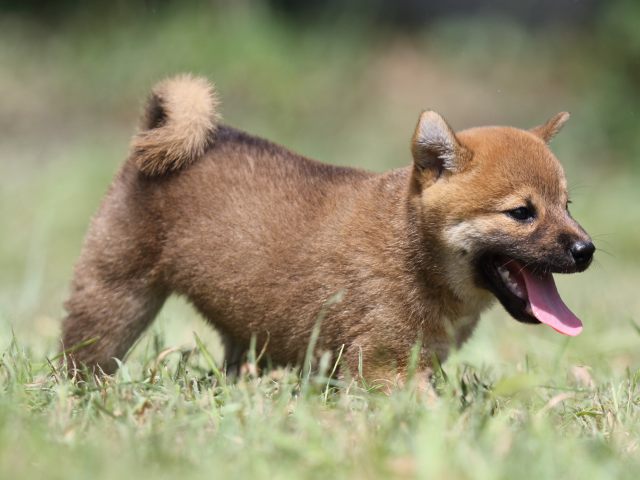 FP5A4787-puupy-shibainu FP5A4787-puupy-shibainu