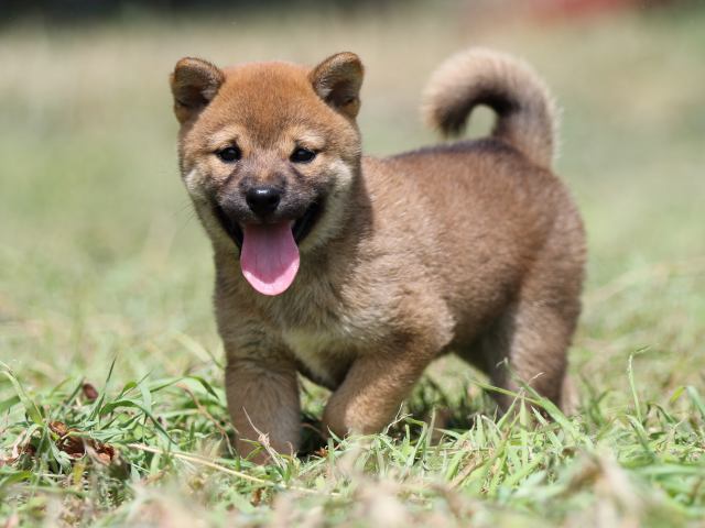 FP5A4798-puupy-shibainu FP5A4798-puupy-shibainu