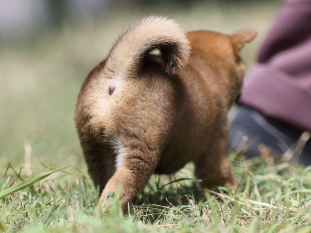 FP5A4832-puupy-shibainu FP5A4832-puupy-shibainu