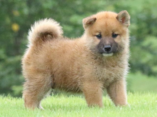 FP5A5232-puupy-shibainu FP5A5232-puupy-shibainu