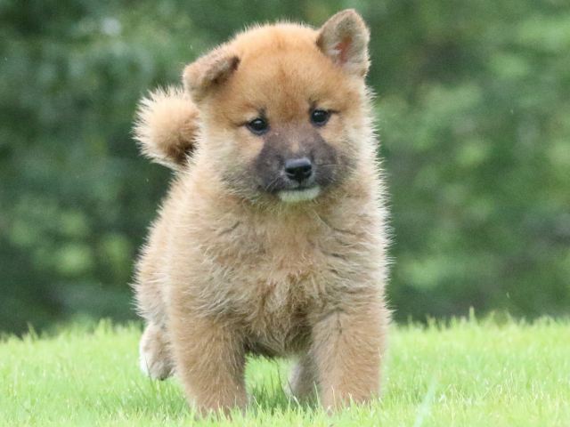 FP5A5240-puupy-shibainu FP5A5240-puupy-shibainu