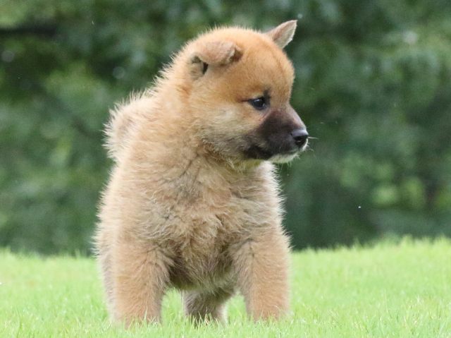 FP5A5244-puupy-shibainu FP5A5244-puupy-shibainu