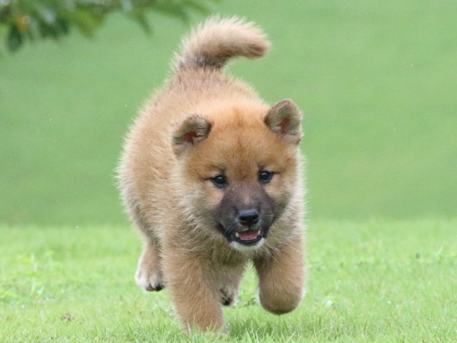 FP5A5253-puupy-shibainu FP5A5253-puupy-shibainu