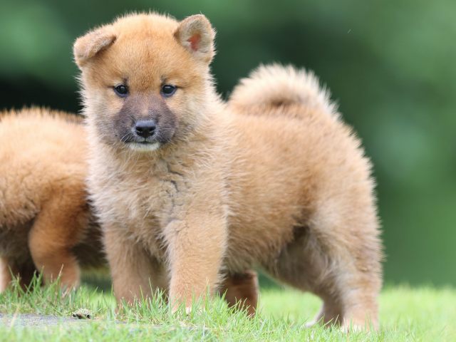FP5A5278-puupy-shibainu FP5A5278-puupy-shibainu