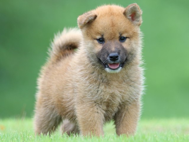 FP5A5282-puupy-shibainu FP5A5282-puupy-shibainu