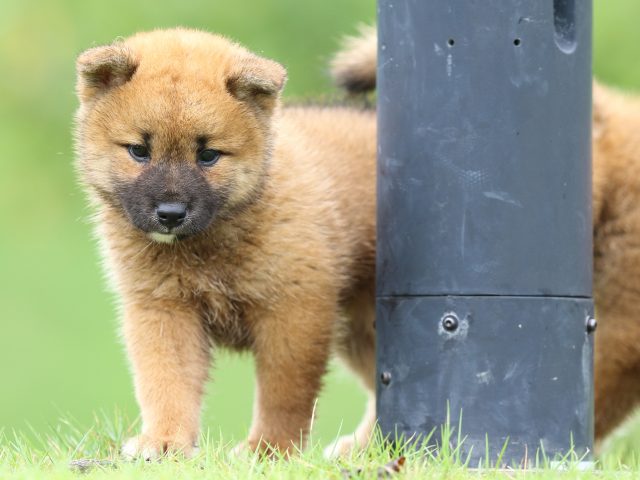 FP5A5433-puupy-shibainu FP5A5433-puupy-shibainu