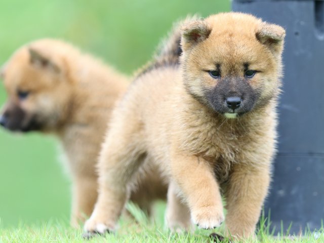FP5A5439-puupy-shibainu FP5A5439-puupy-shibainu