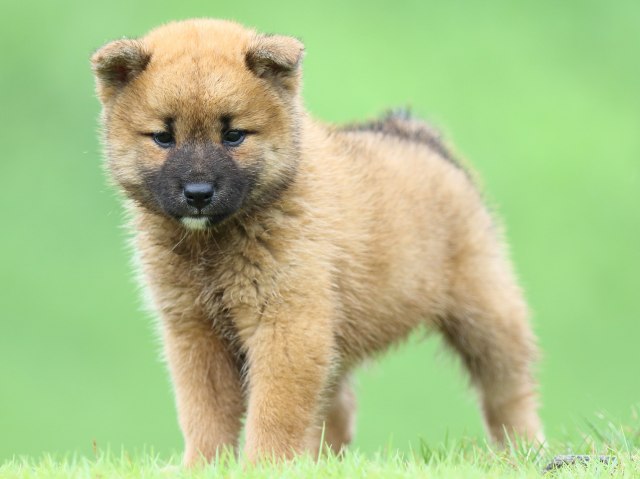 FP5A5451-puupy-shibainu FP5A5451-puupy-shibainu