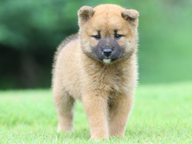 FP5A5483-puupy-shibainu FP5A5483-puupy-shibainu
