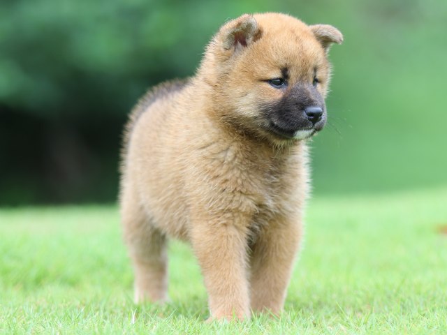 FP5A5490-puupy-shibainu FP5A5490-puupy-shibainu