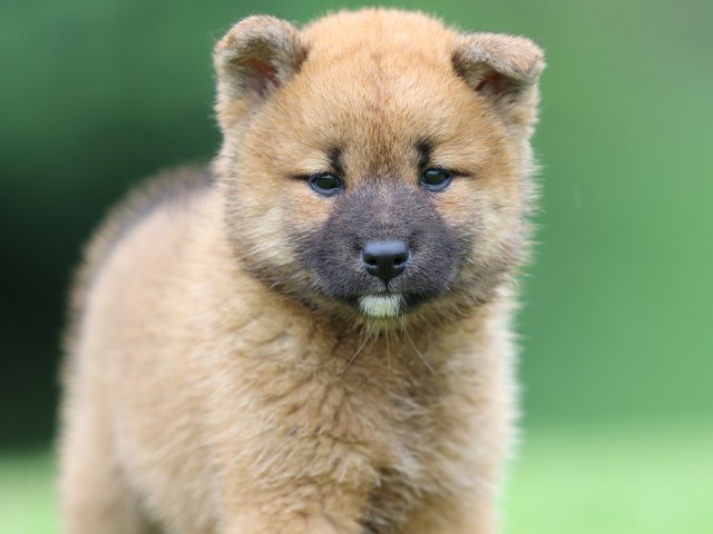 FP5A5493-puupy-shibainu FP5A5493-puupy-shibainu
