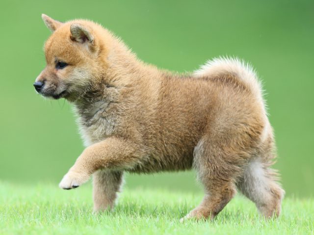 FP5A5536-puupy-shibainu FP5A5536-puupy-shibainu