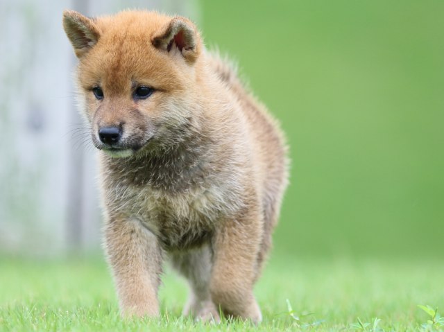 FP5A5547-puupy-shibainu FP5A5547-puupy-shibainu