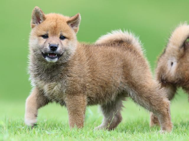 FP5A5556-puupy-shibainu FP5A5556-puupy-shibainu