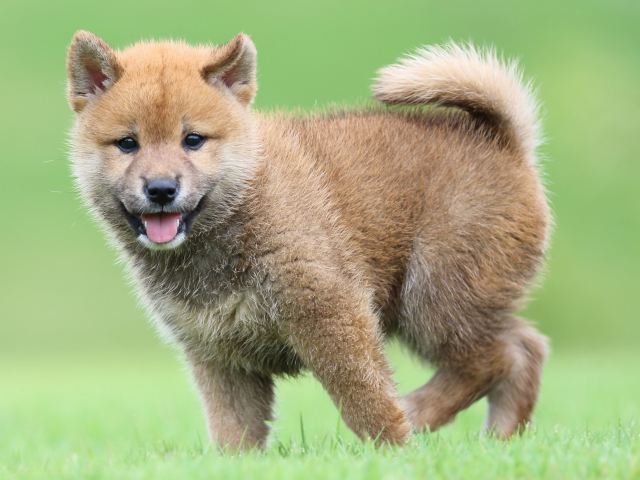 FP5A5566-puupy-shibainu FP5A5566-puupy-shibainu