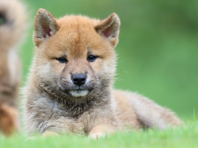 FP5A5612-puupy-shibainu FP5A5612-puupy-shibainu