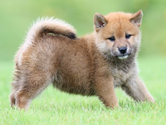 FP5A5643-puupy-shibainu FP5A5643-puupy-shibainu
