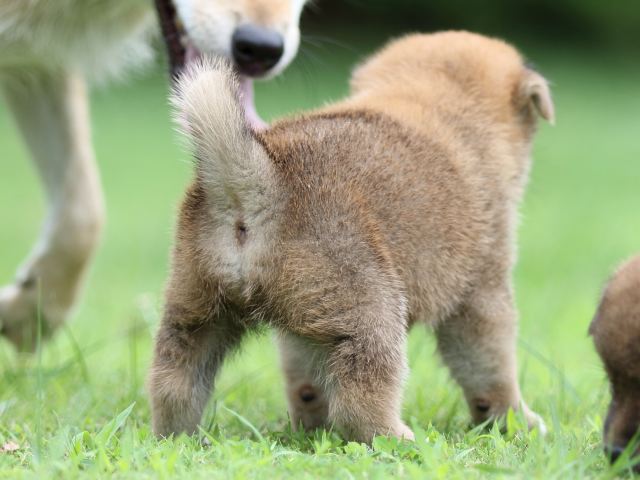 FP5A6021-shibainu FP5A6021-shibainu