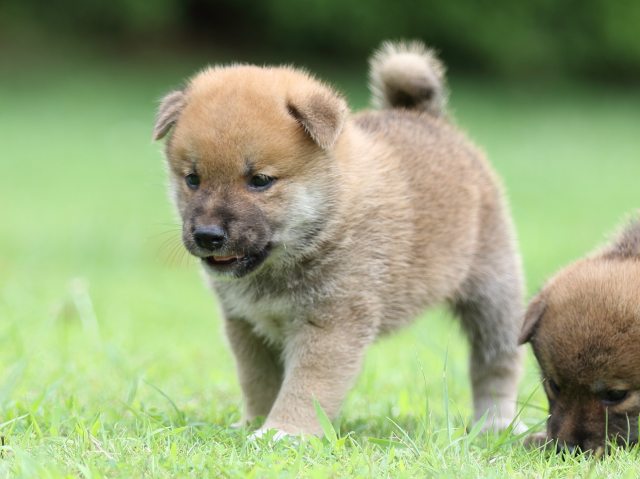 FP5A6031-shibainu FP5A6031-shibainu