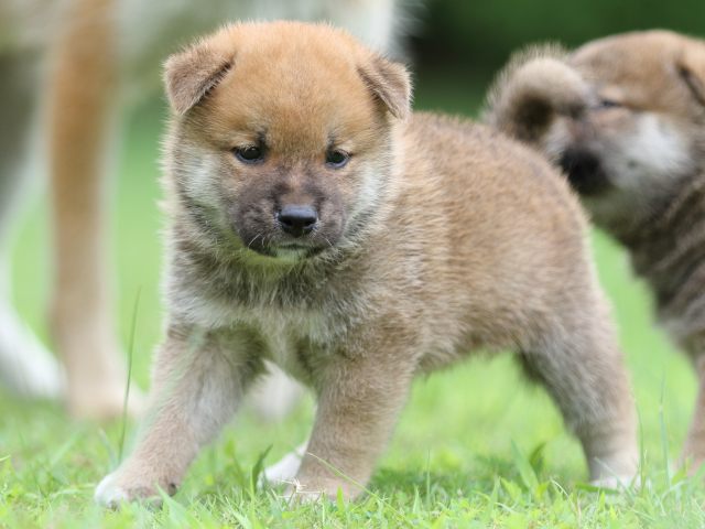 FP5A6044-shibainu FP5A6044-shibainu
