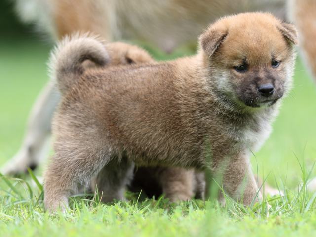 FP5A6076-shibainu FP5A6076-shibainu
