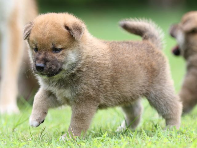 FP5A6110-shibainu FP5A6110-shibainu