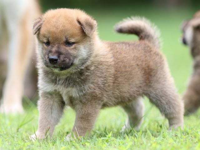 FP5A6118-shibainu FP5A6118-shibainu