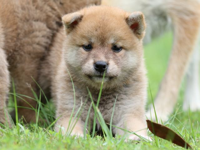 FP5A6198-shibainu FP5A6198-shibainu