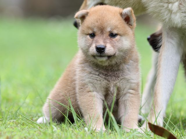 FP5A6217-shibainu FP5A6217-shibainu