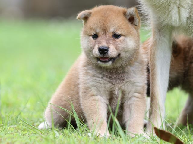 FP5A6219-shibainu FP5A6219-shibainu
