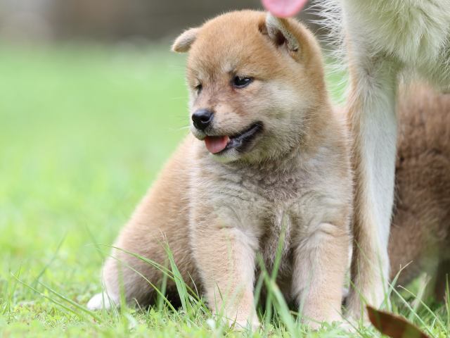 FP5A6220-shibainu FP5A6220-shibainu