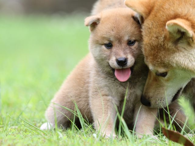 FP5A6225-shibainu FP5A6225-shibainu